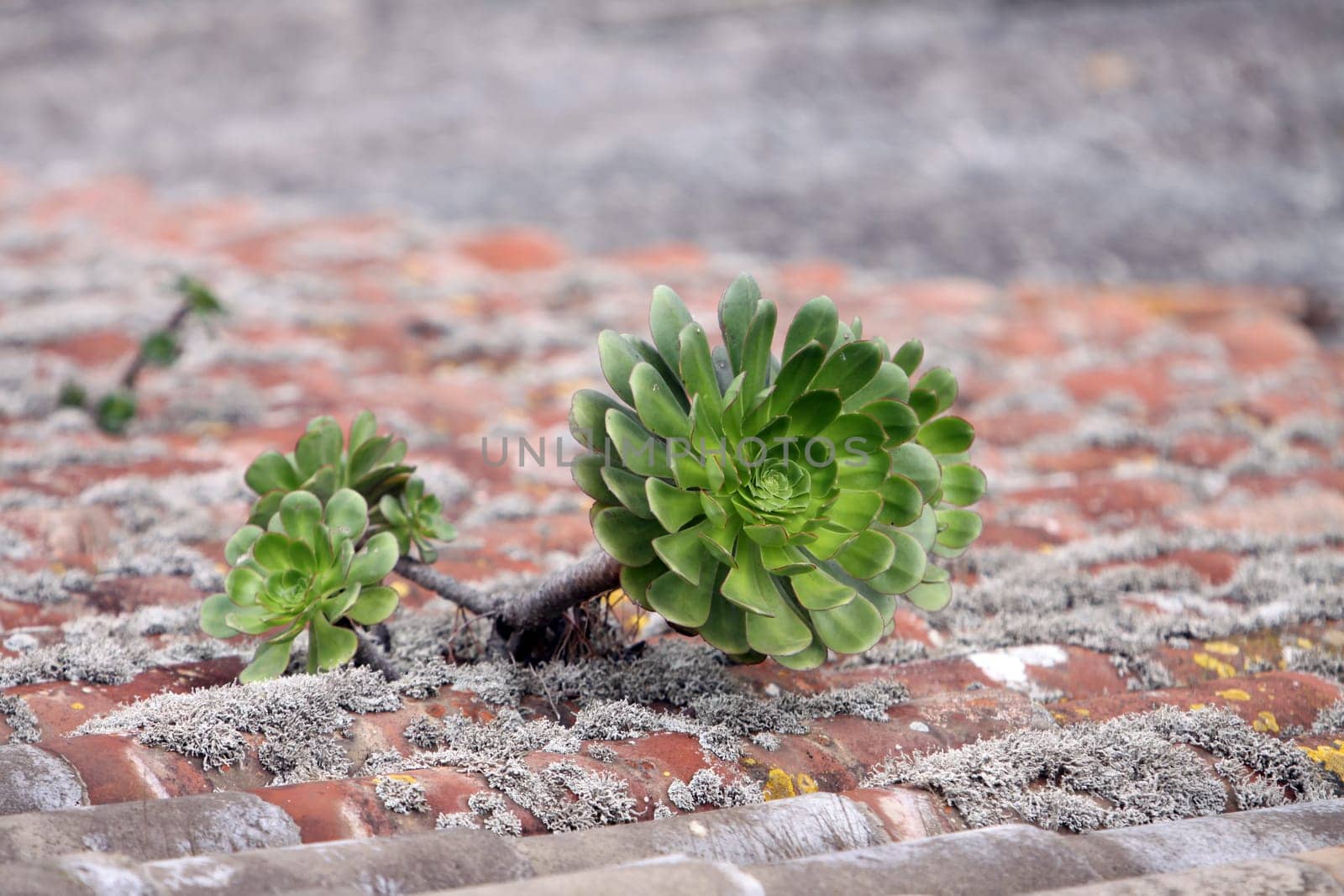 Aureum on tiled roof