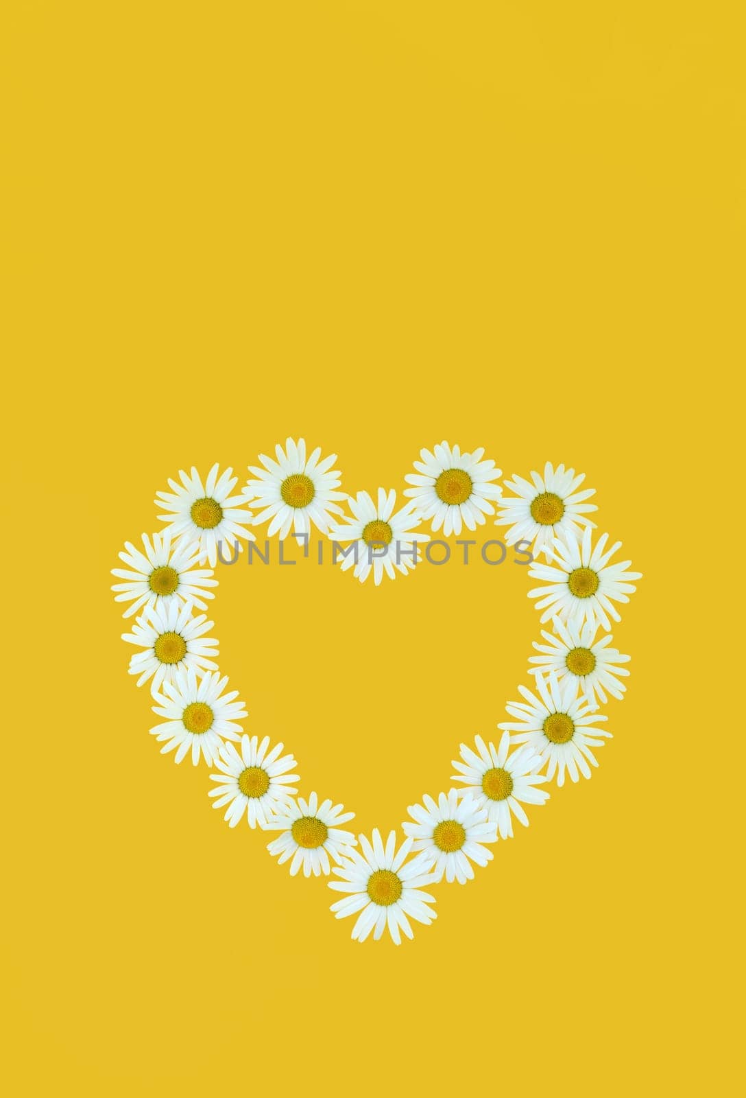 Daisy in love shape over yellow background