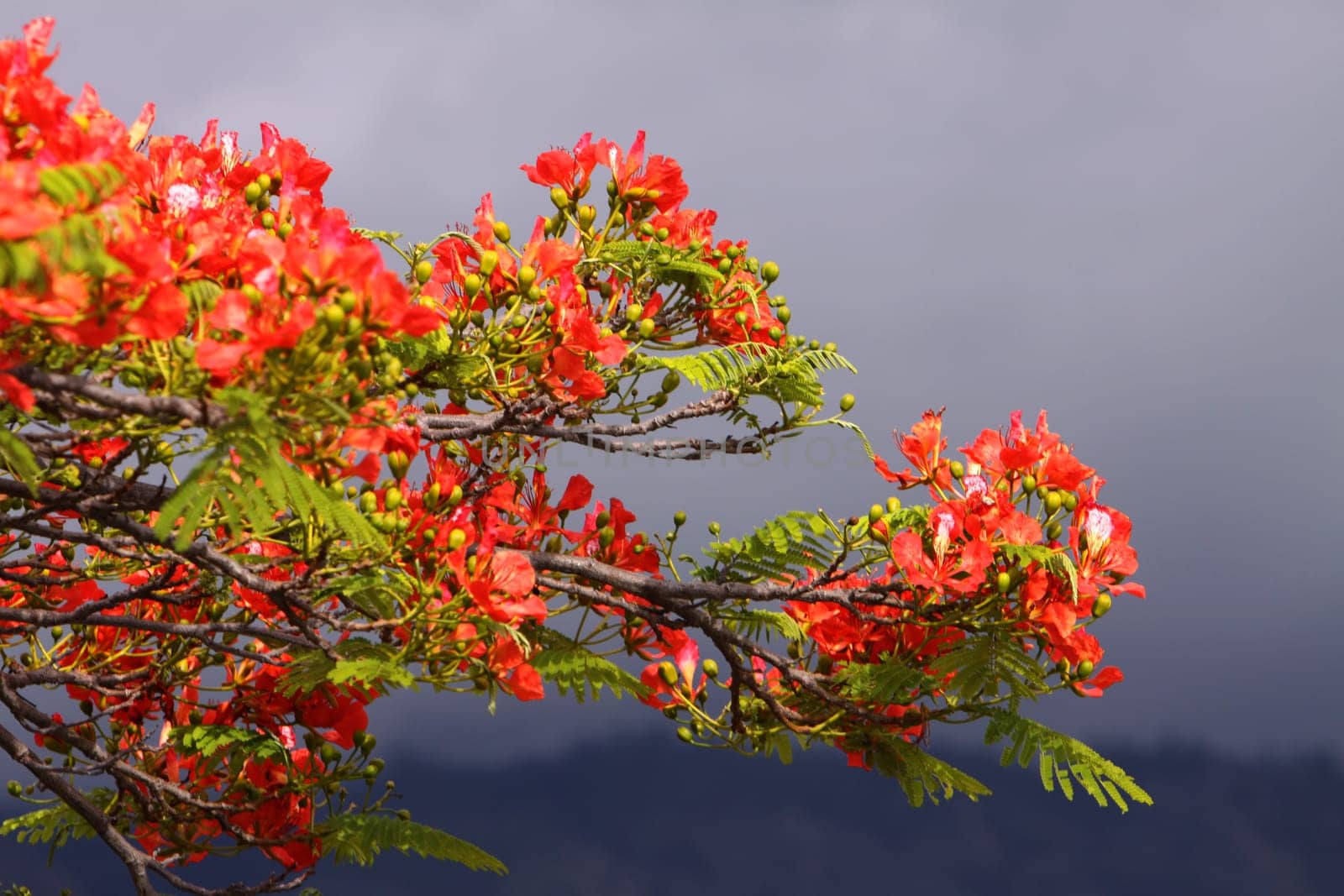 Flamboyant