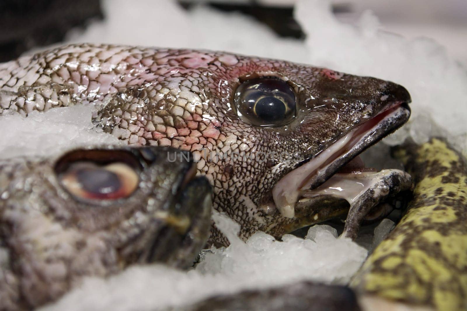 Forkfish