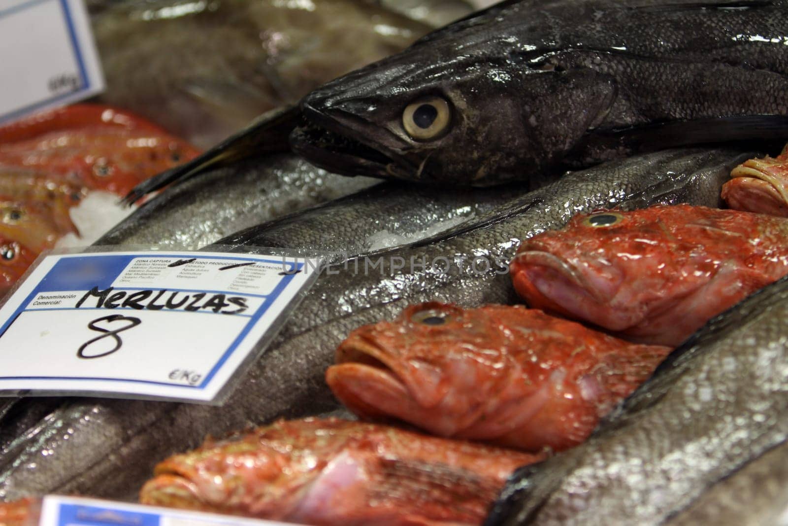 Hake and scorpionfish