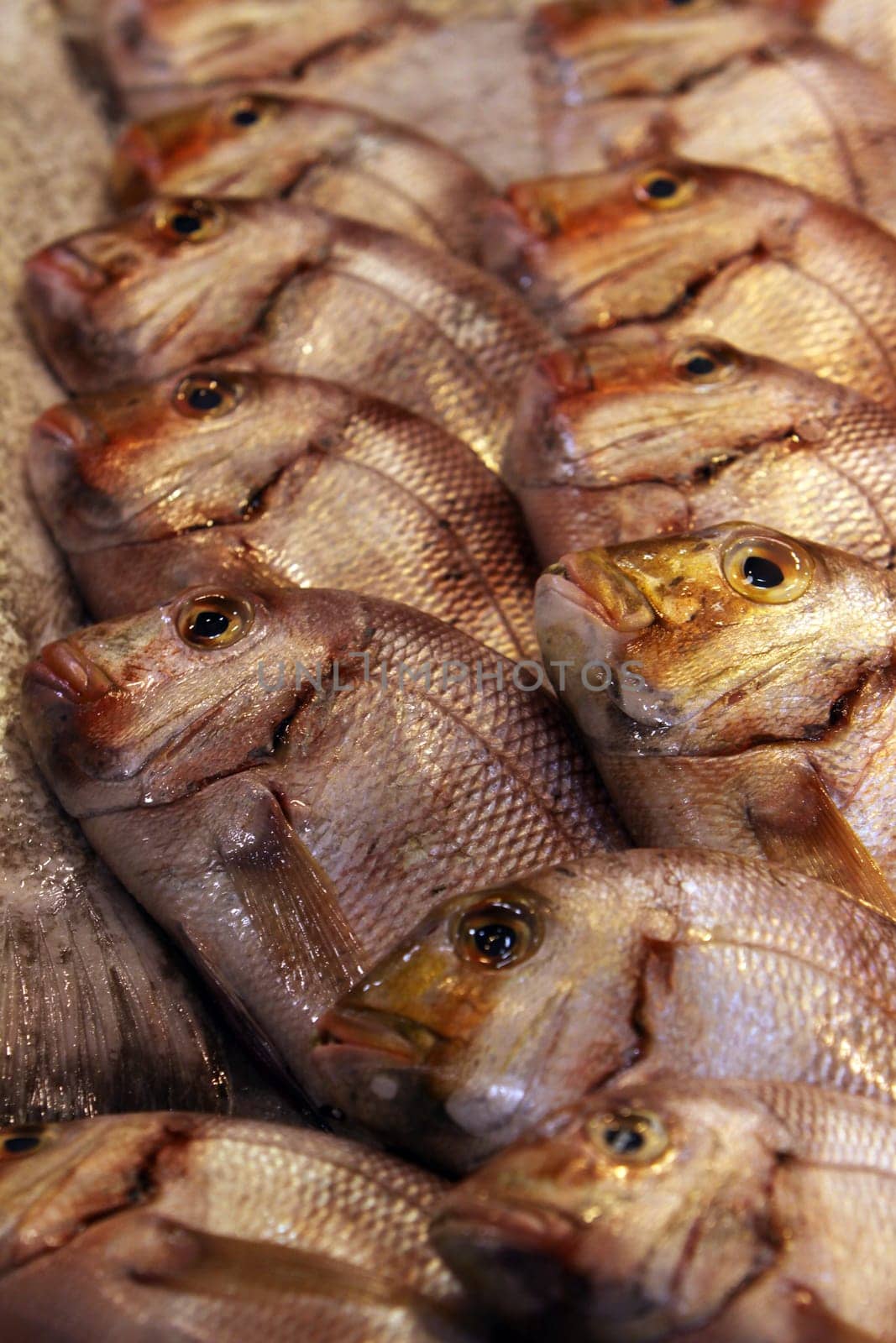 Edible fish