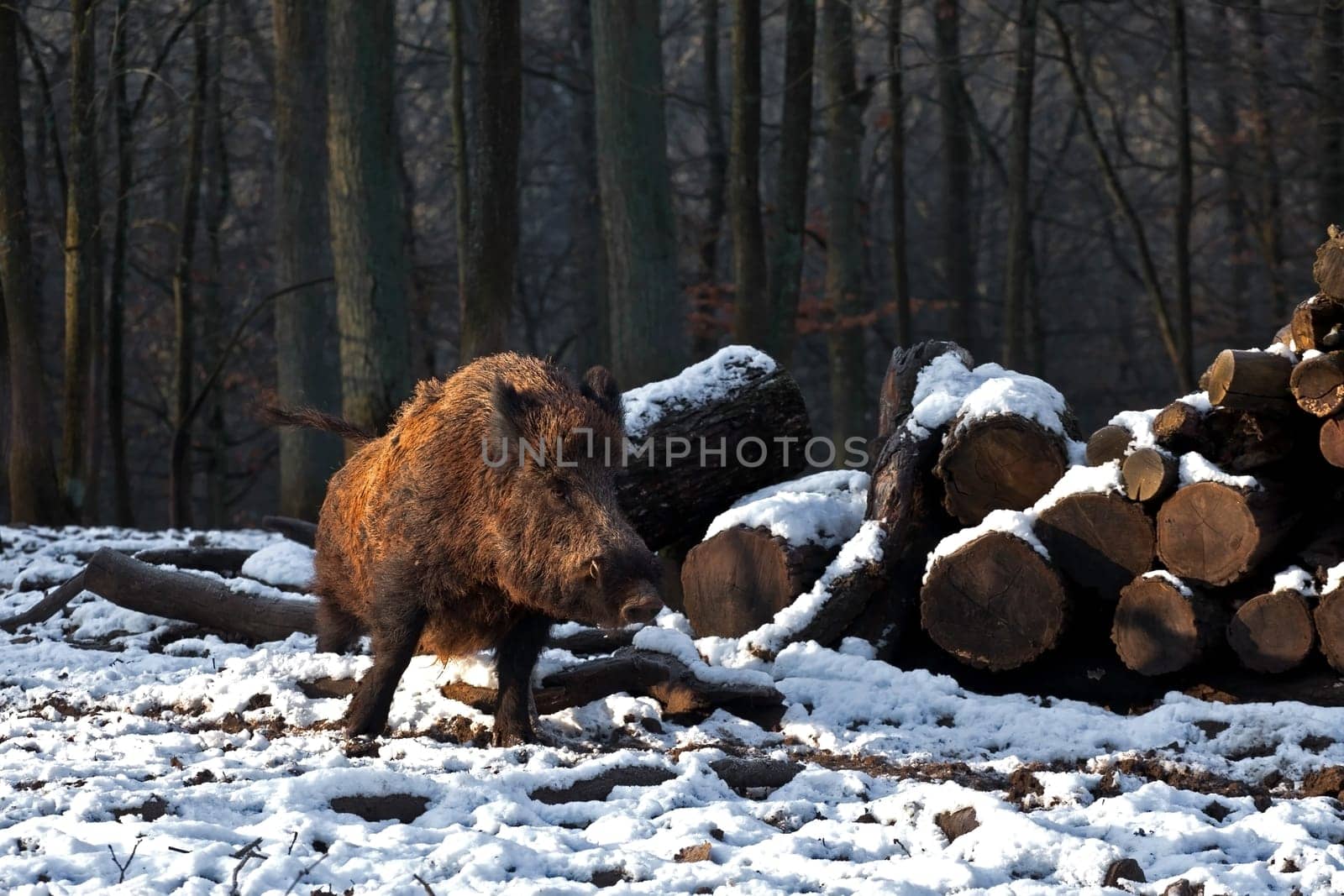 Wild boar.....