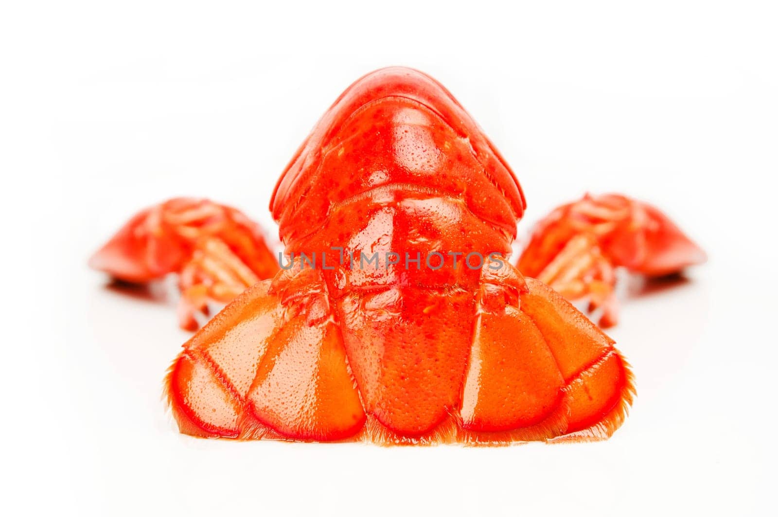 Lobster