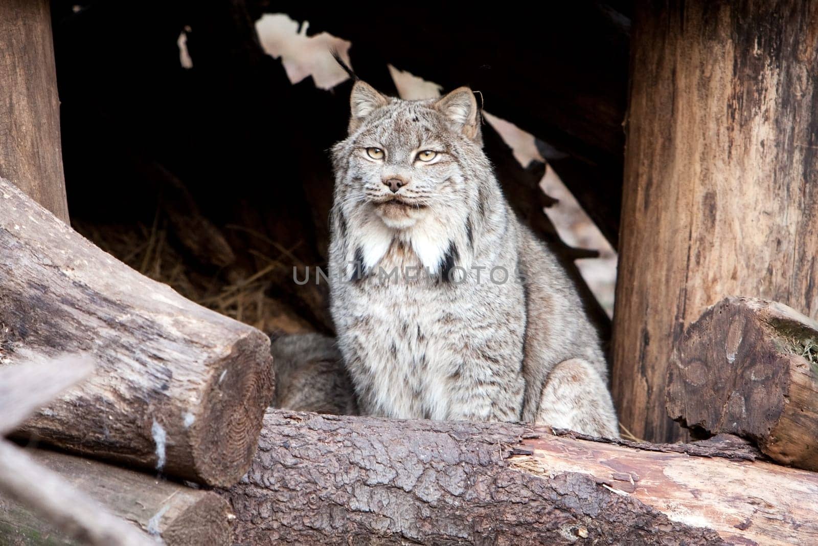 Lynx animal mammal