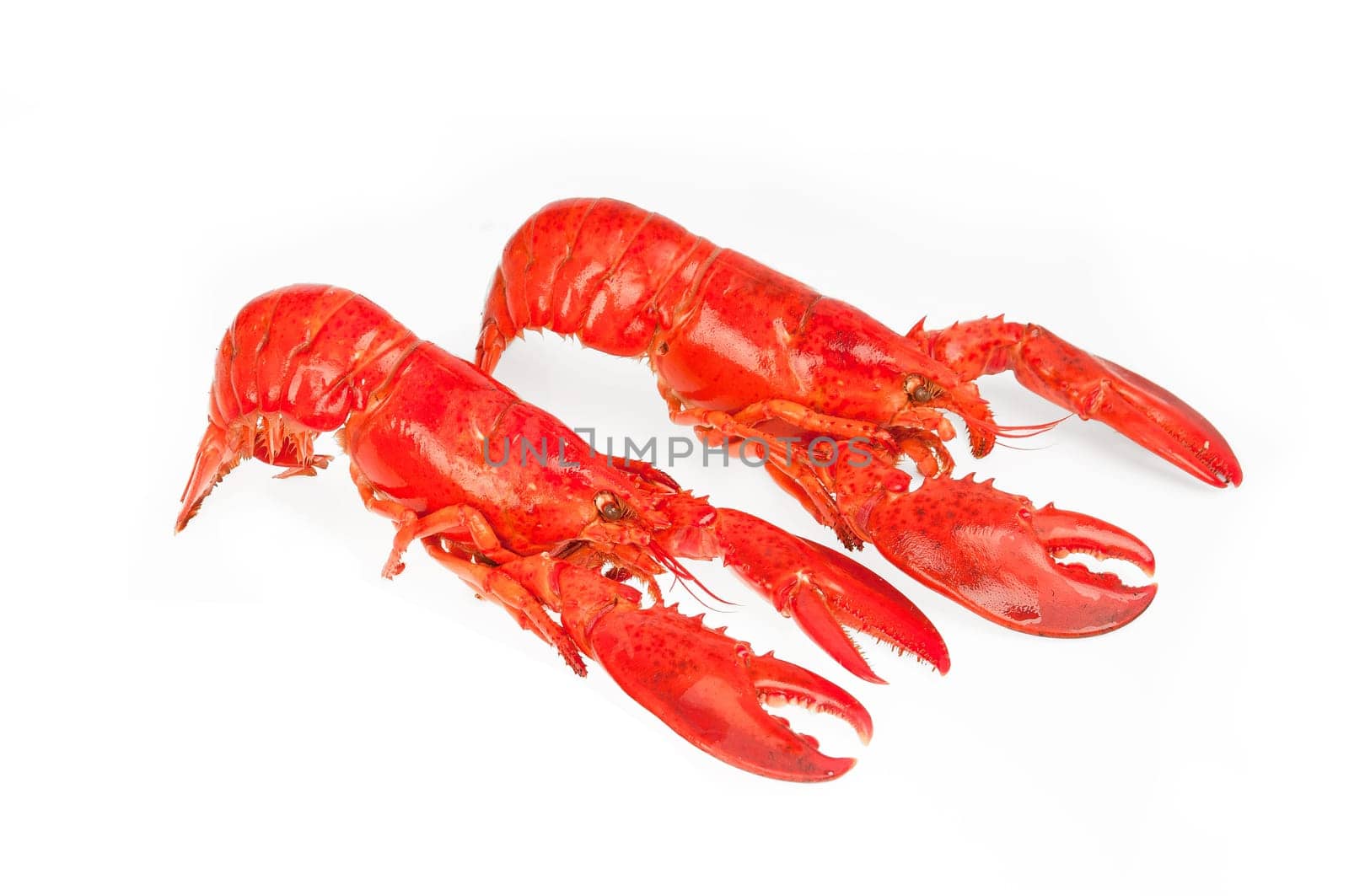 Lobster