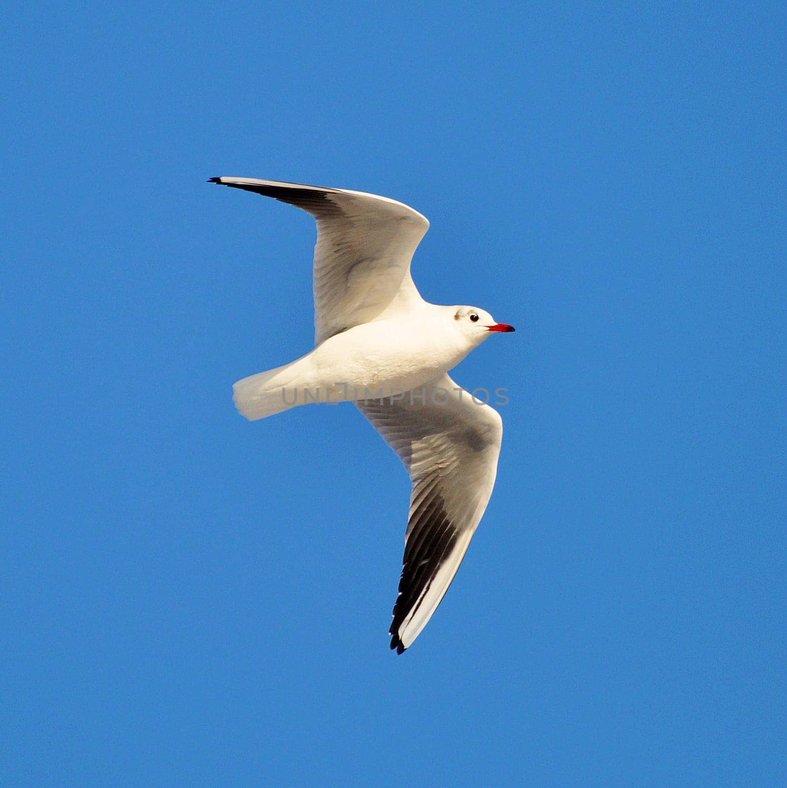 seagull