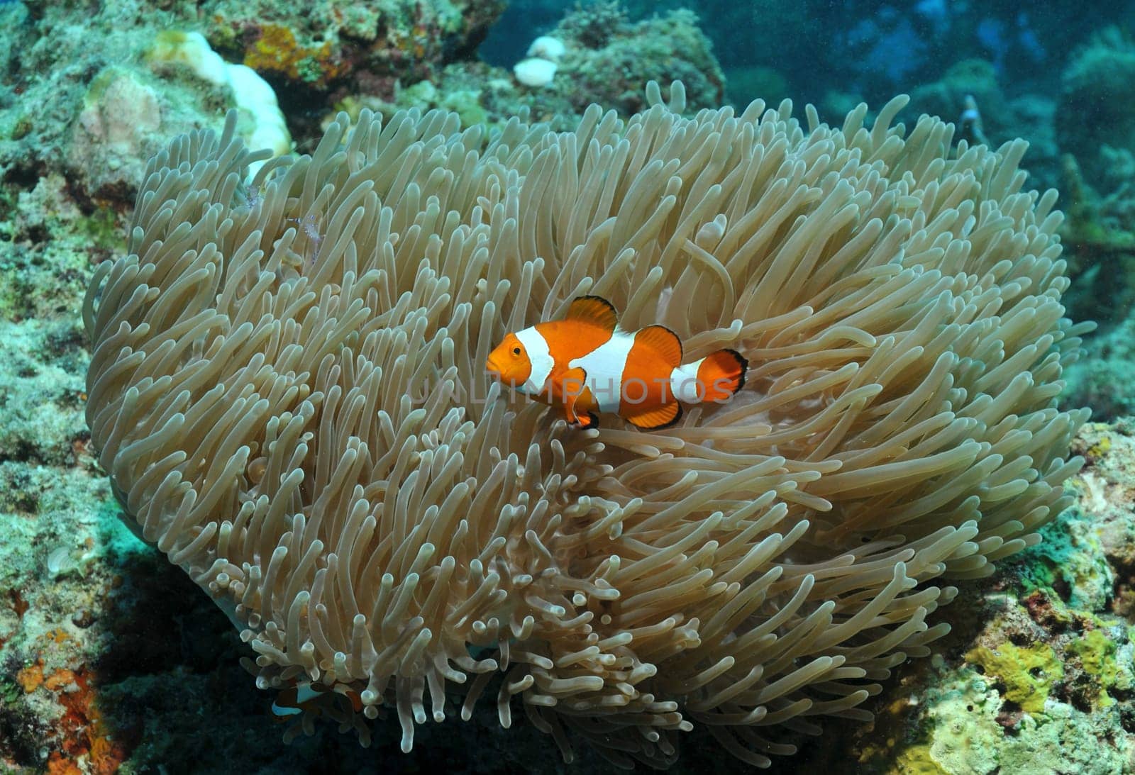 Nemos and anemone shrimp in the coral reef