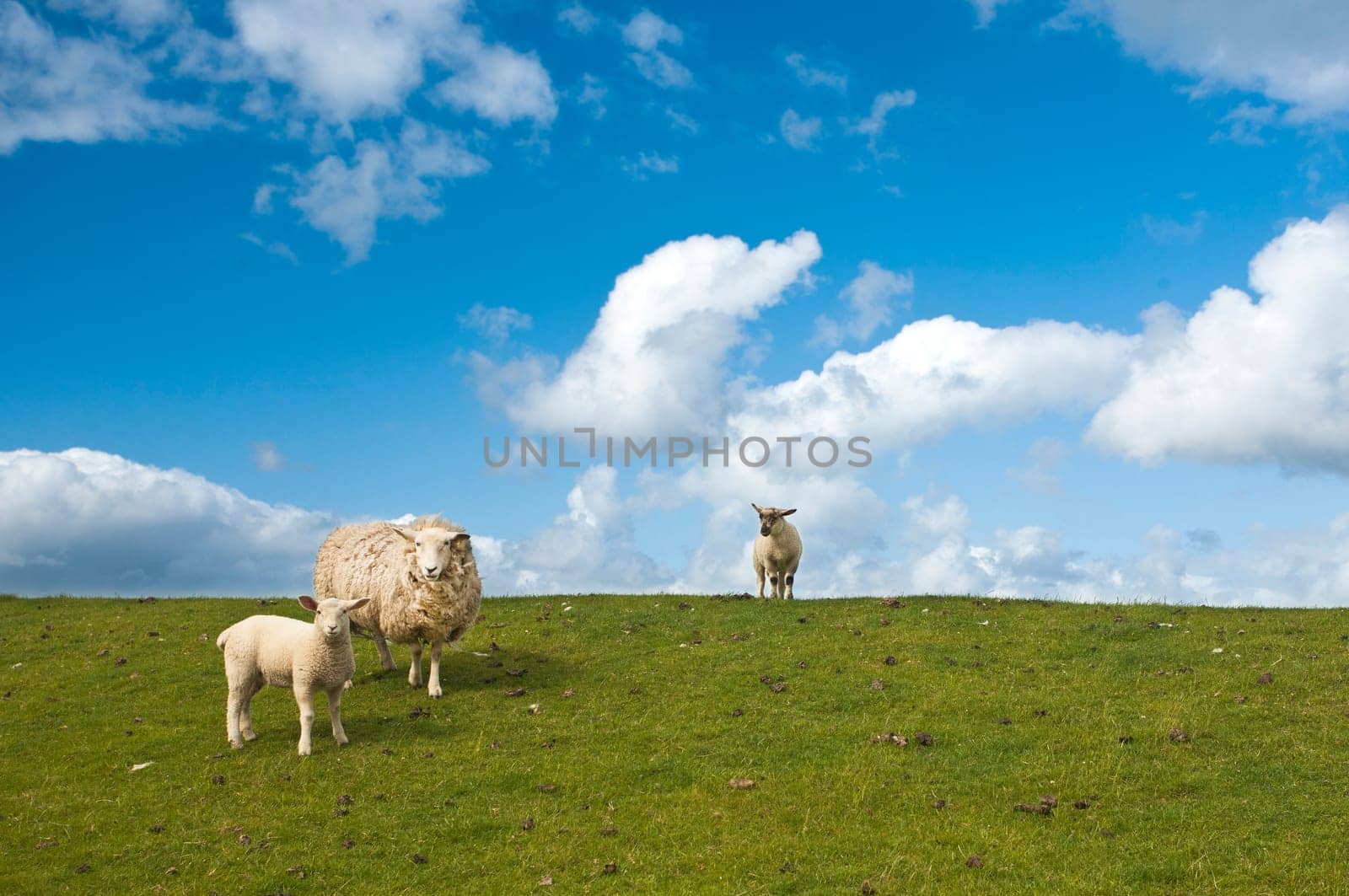 Sheep
