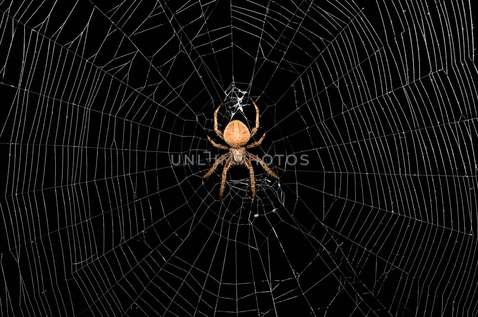 Spider and Web