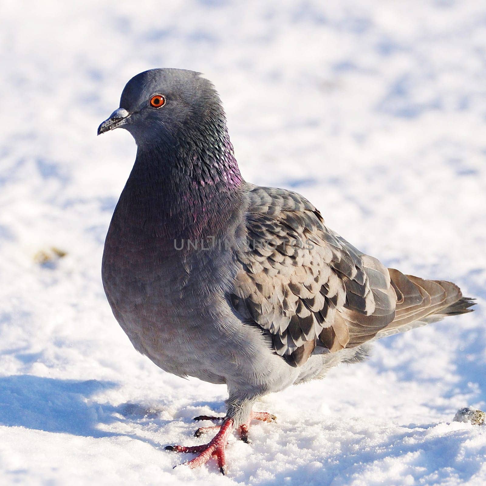 pigeon
