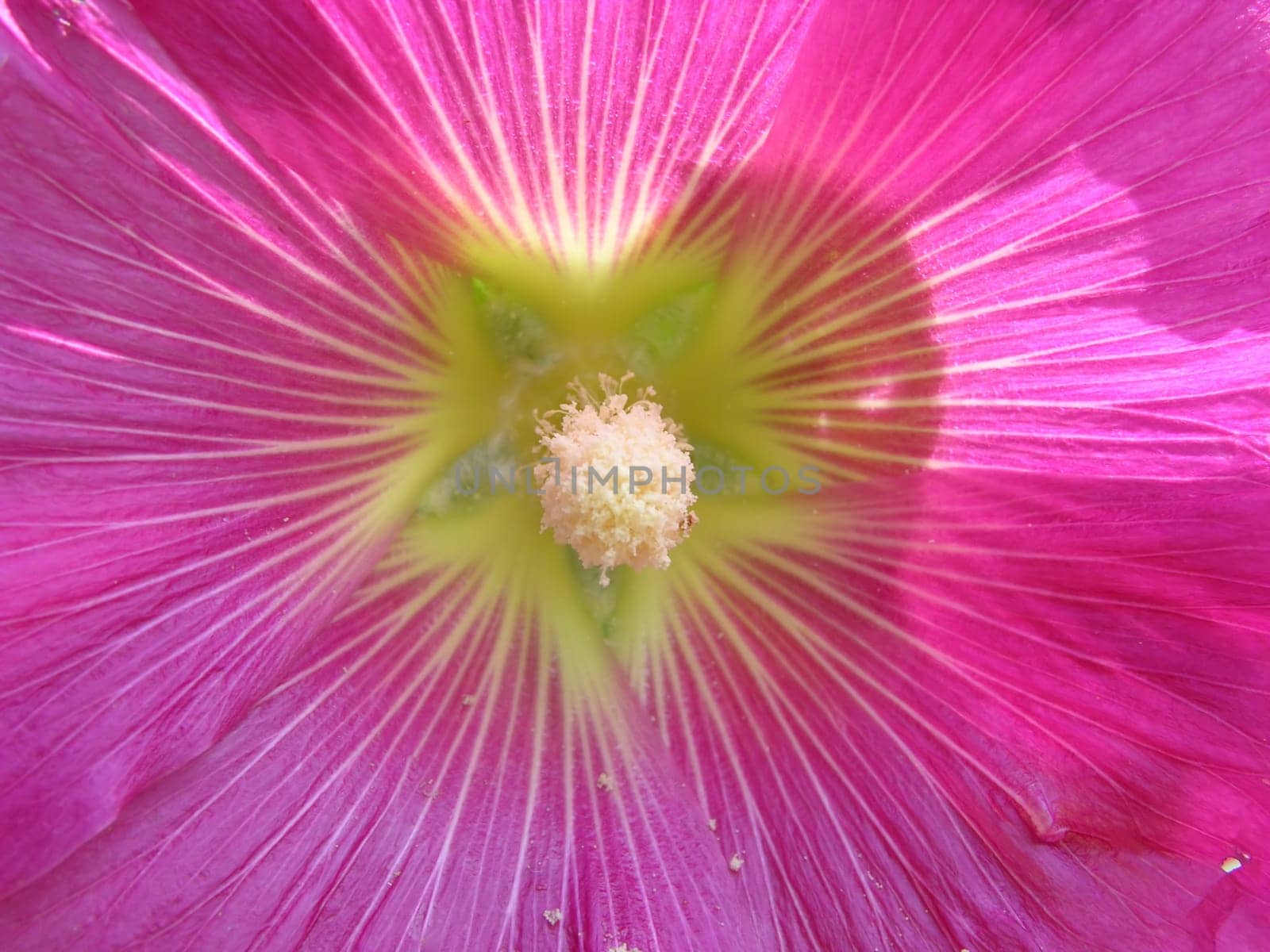 Hibiscus blossom in close-up