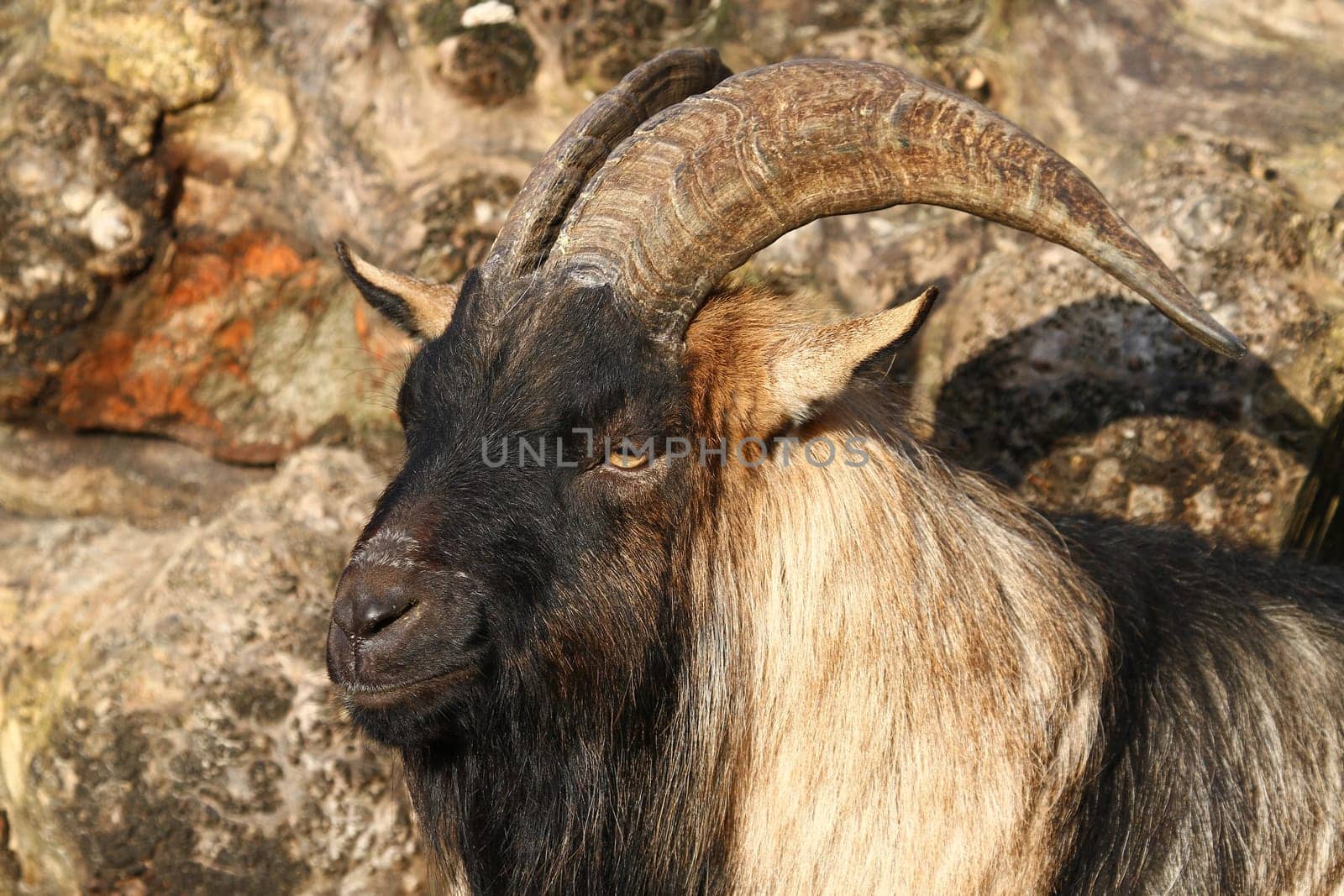 Billy goat