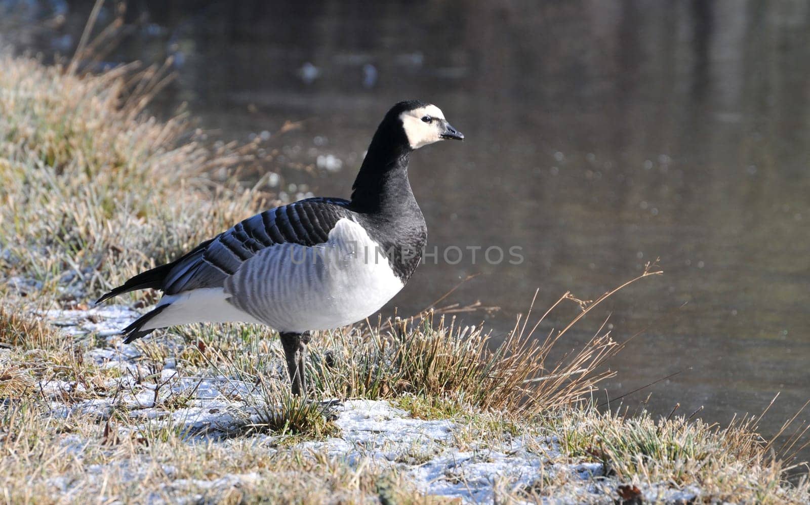 White-cheeked Goose at the Ice Lake