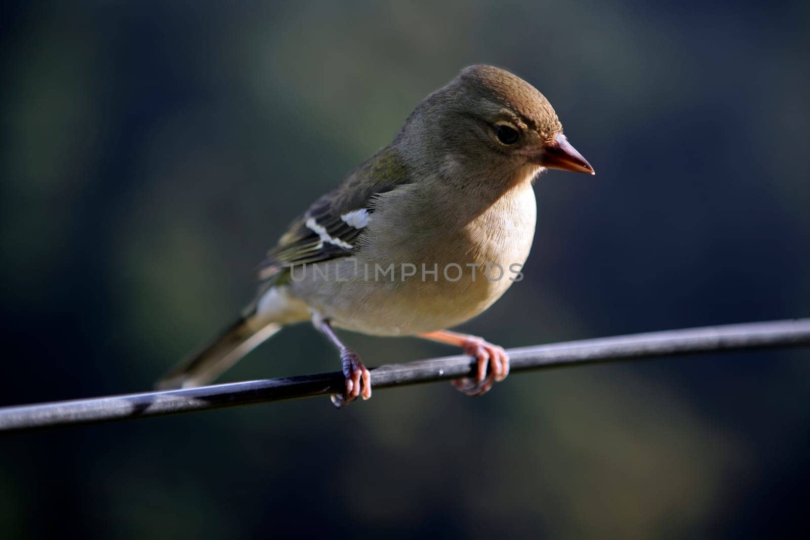 Chaffinch