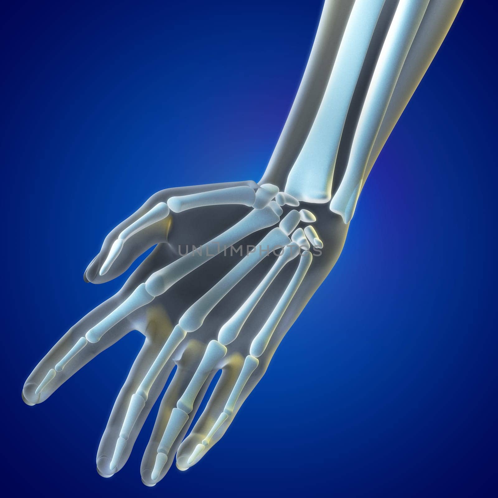 Medical illustration Wrist Region