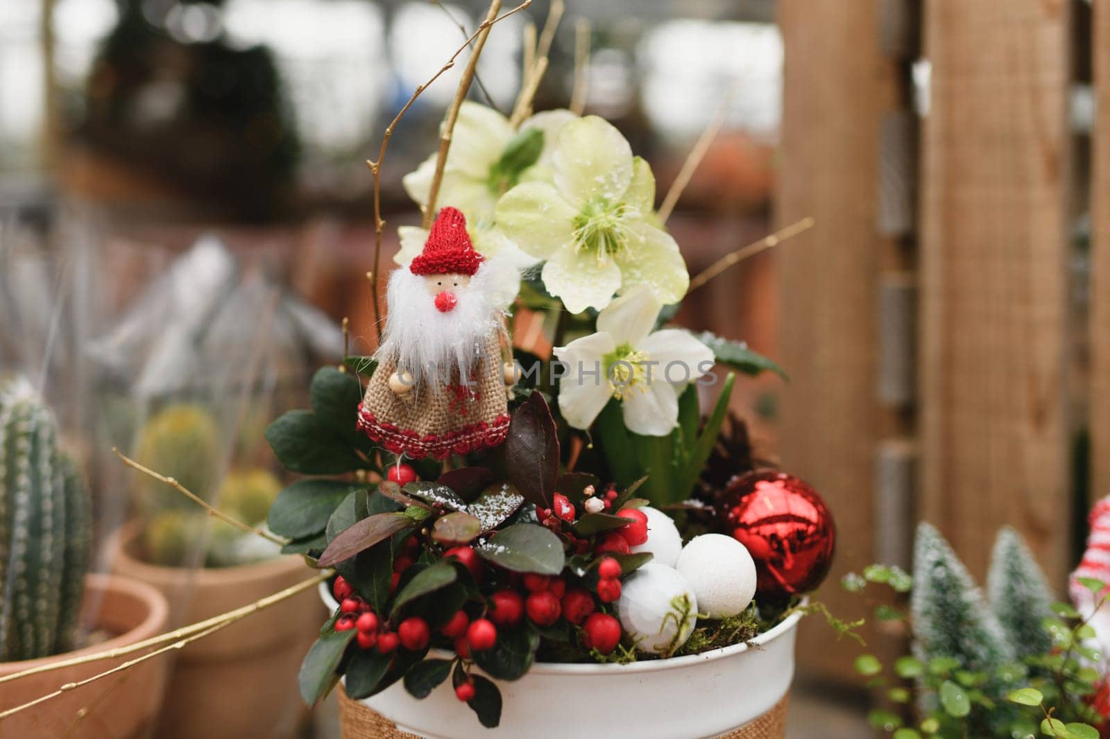 Christmas composition with the plants for Christmas
