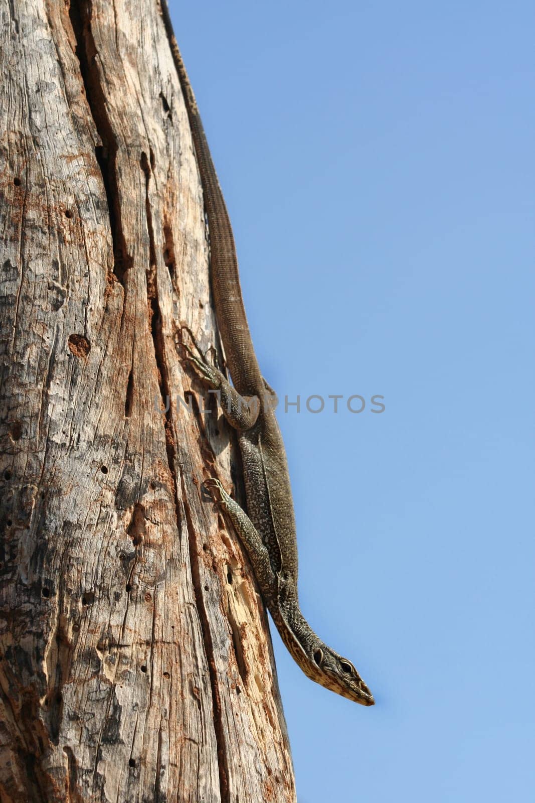 Banded monitor lizard