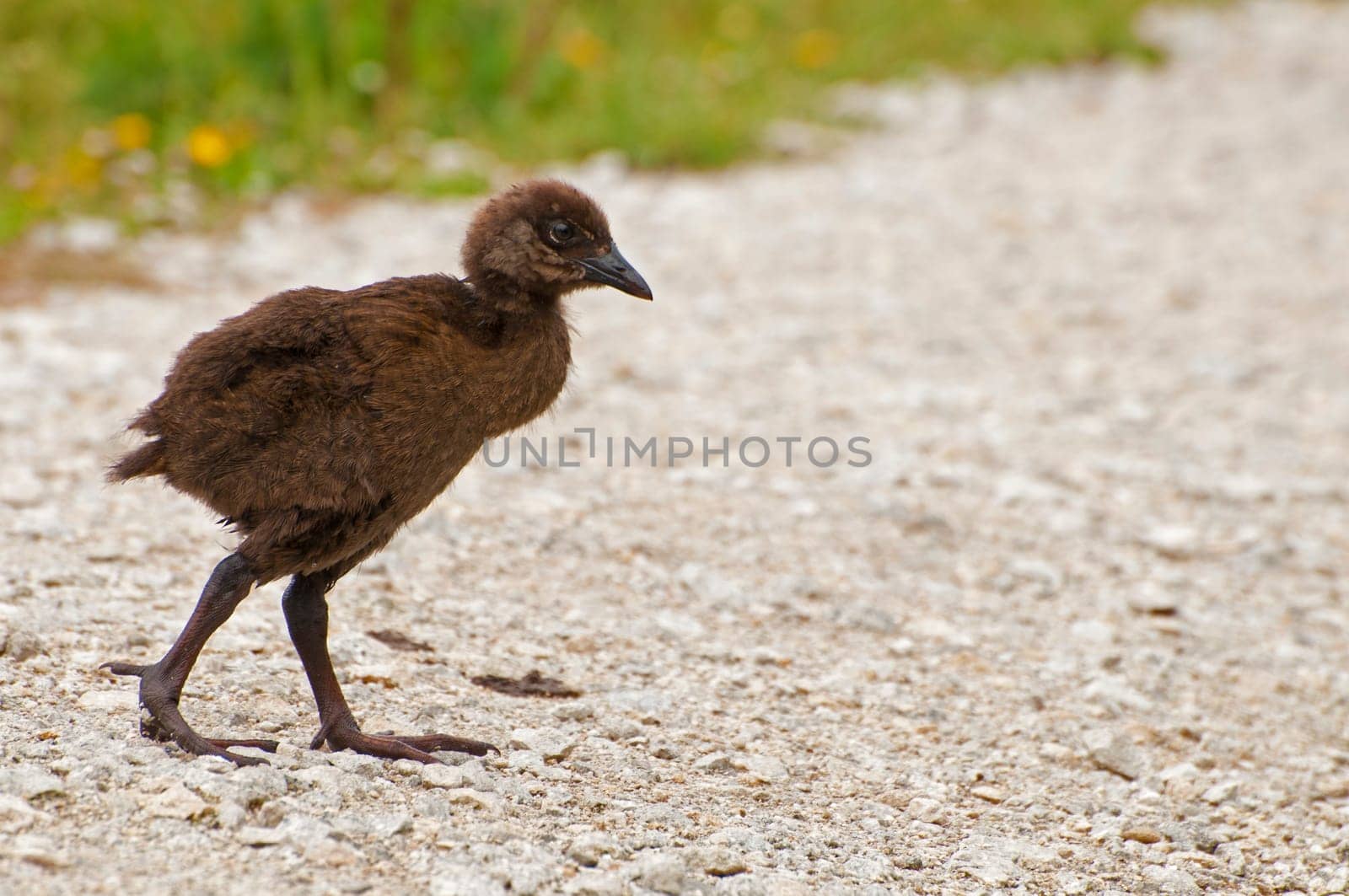 Weka Baby