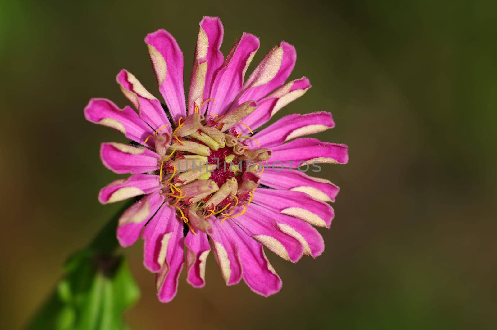 Zinnia