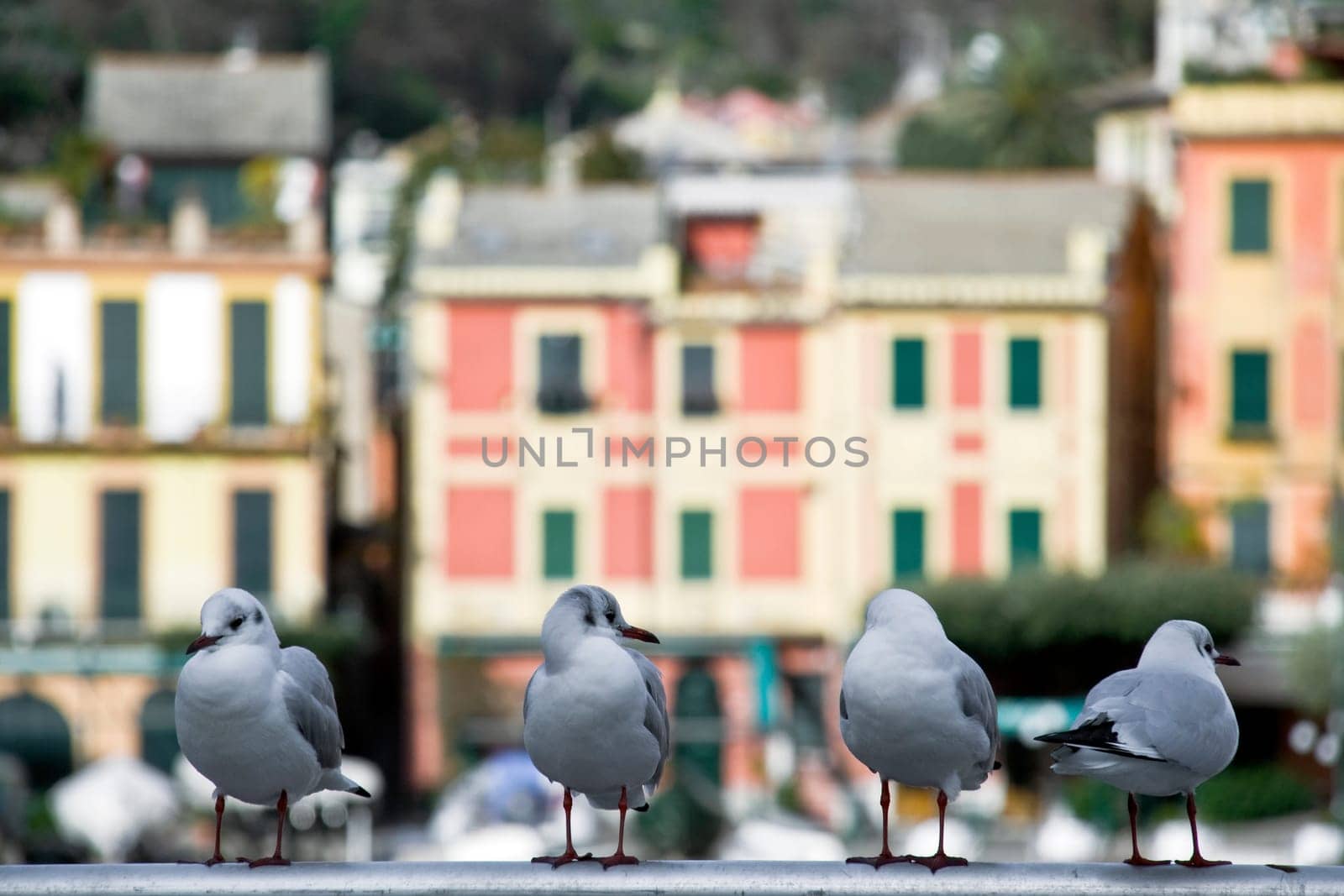 Gull