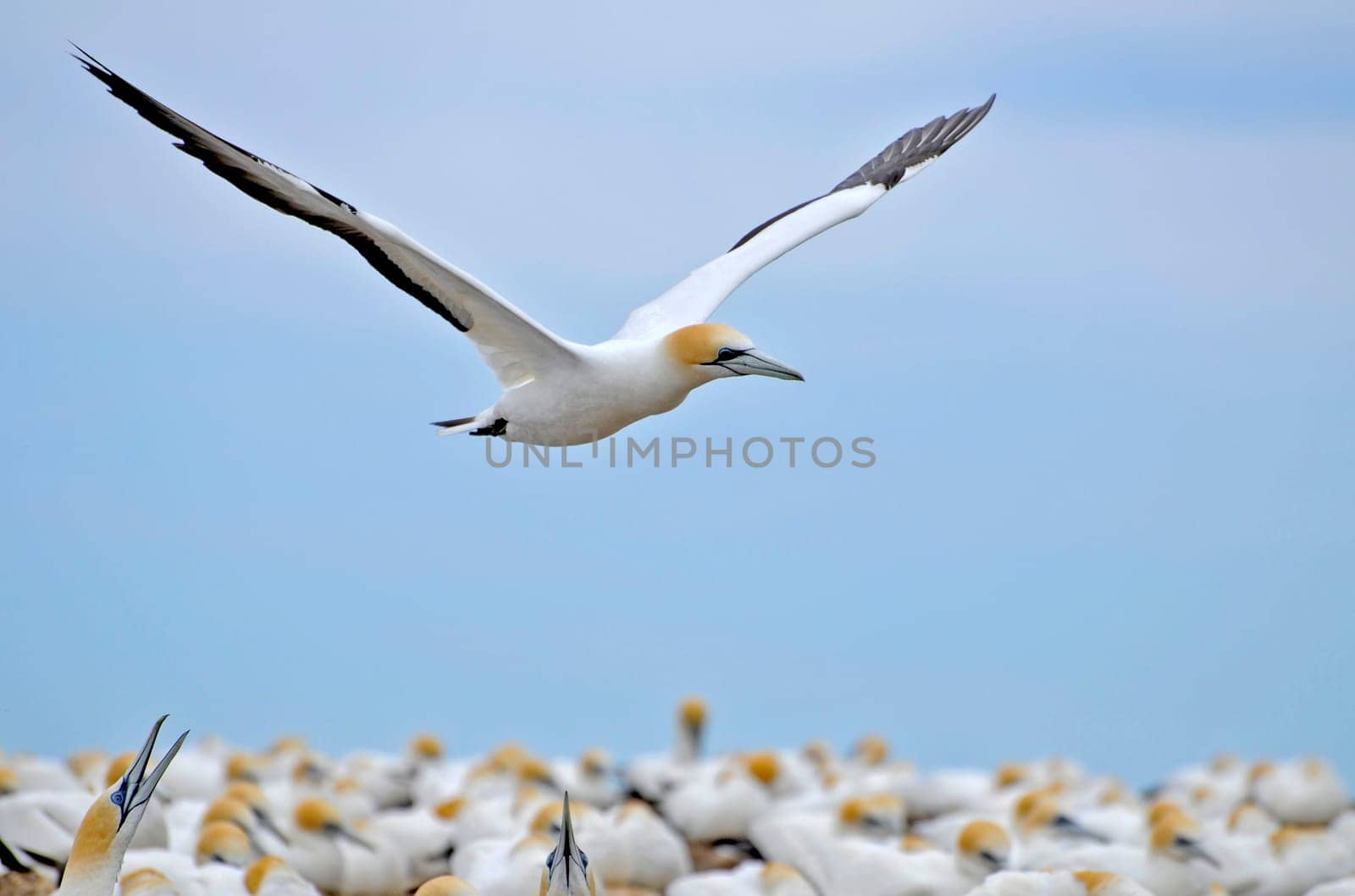 Austral boobies