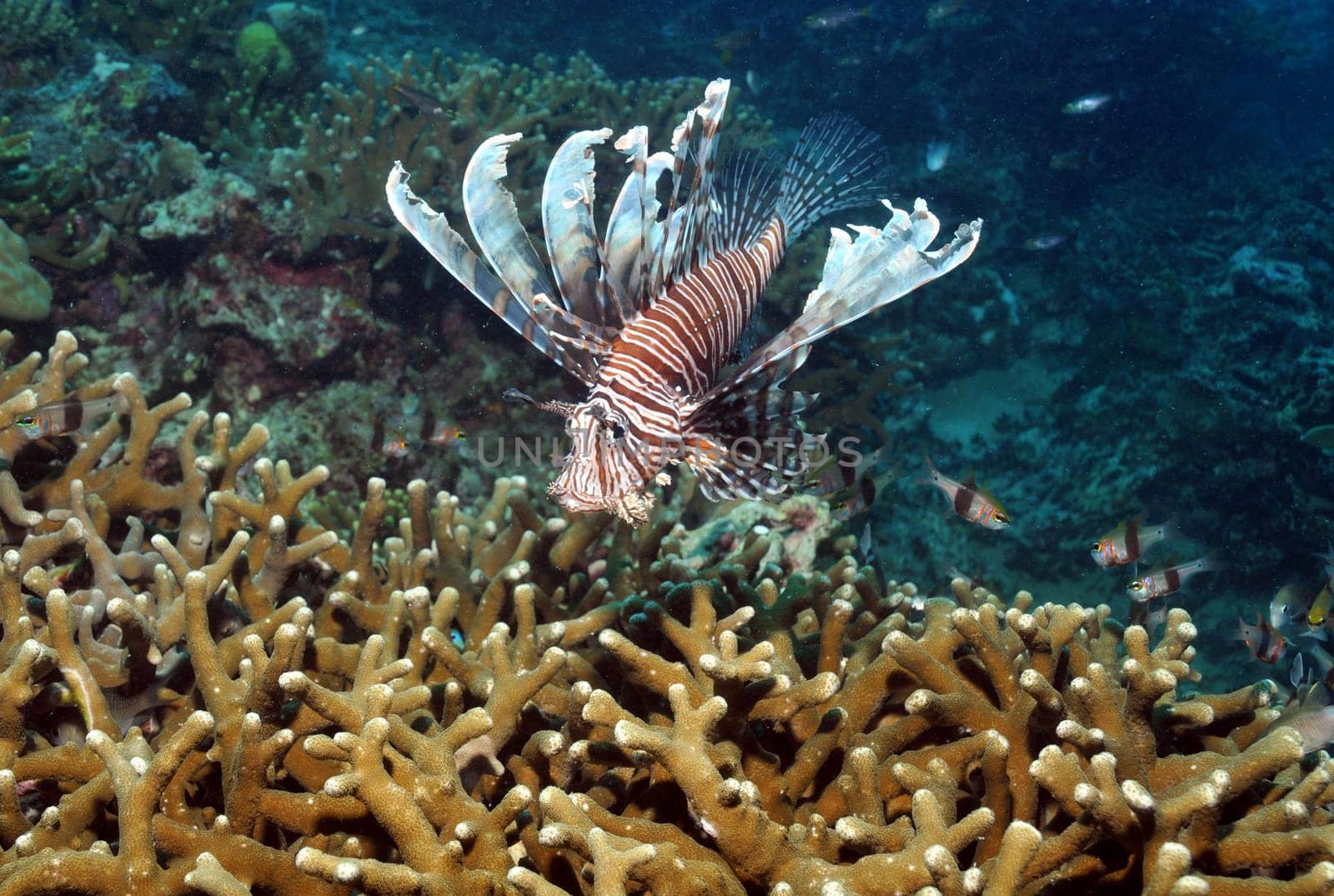 Lionfish hunting
