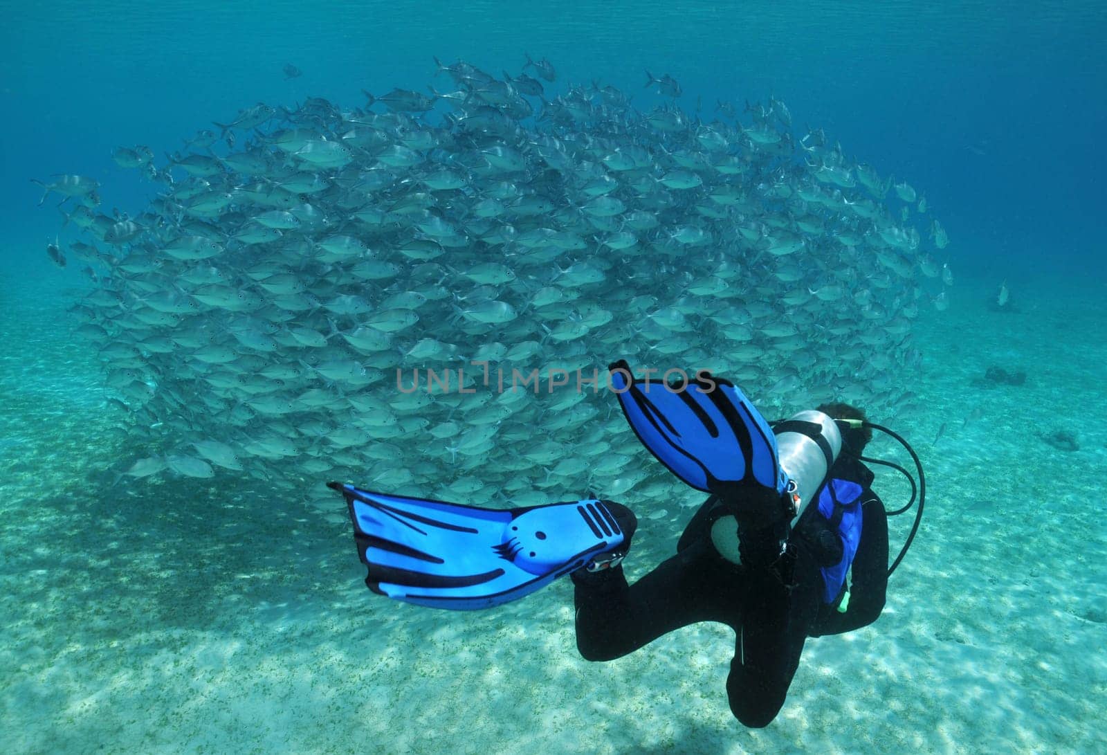 Diver and school of mackerel over a seagrass meadow
