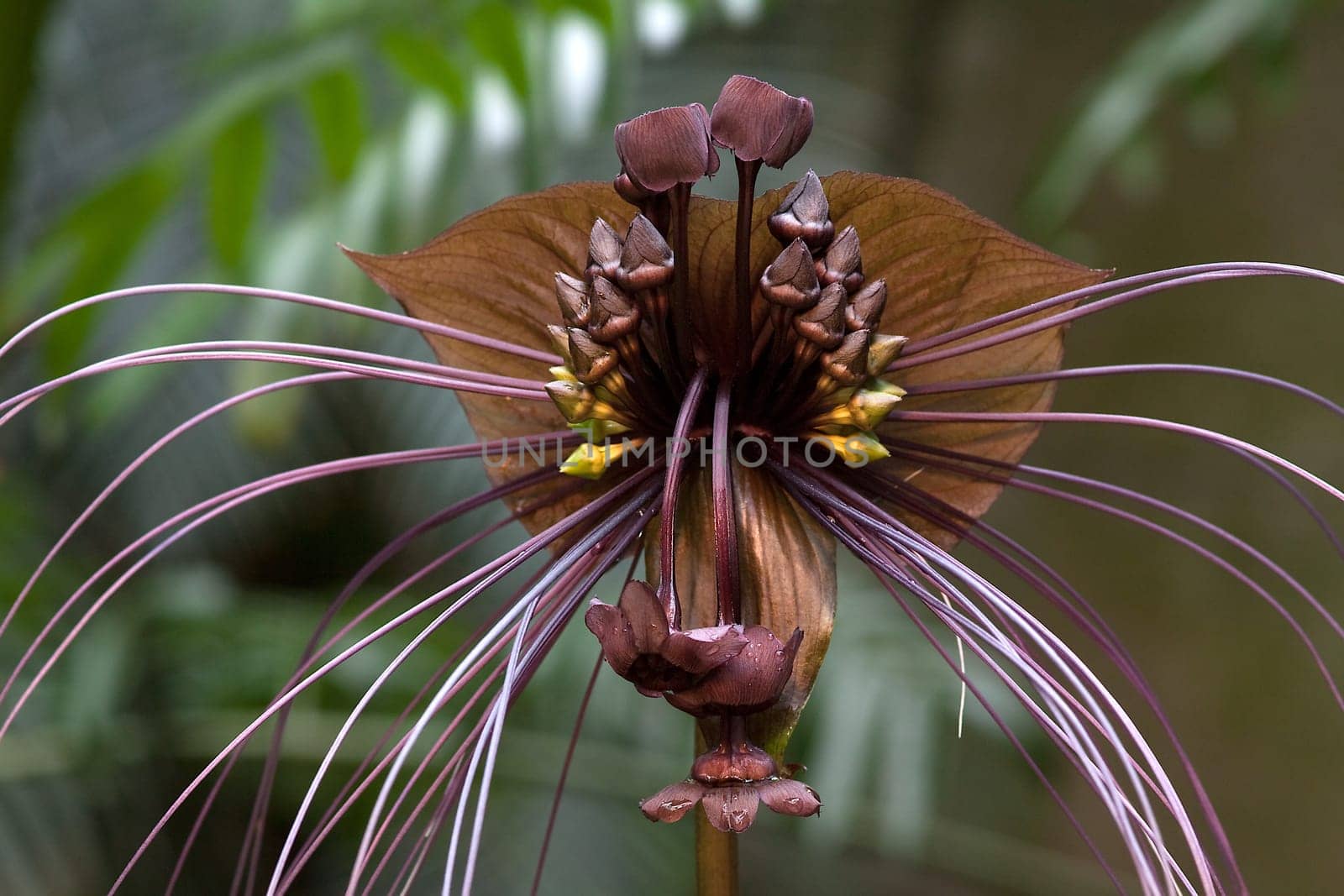 Tacca chantrieri