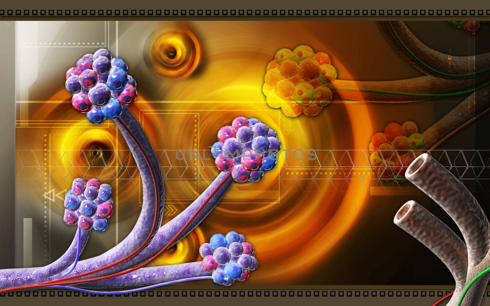 Alveoli