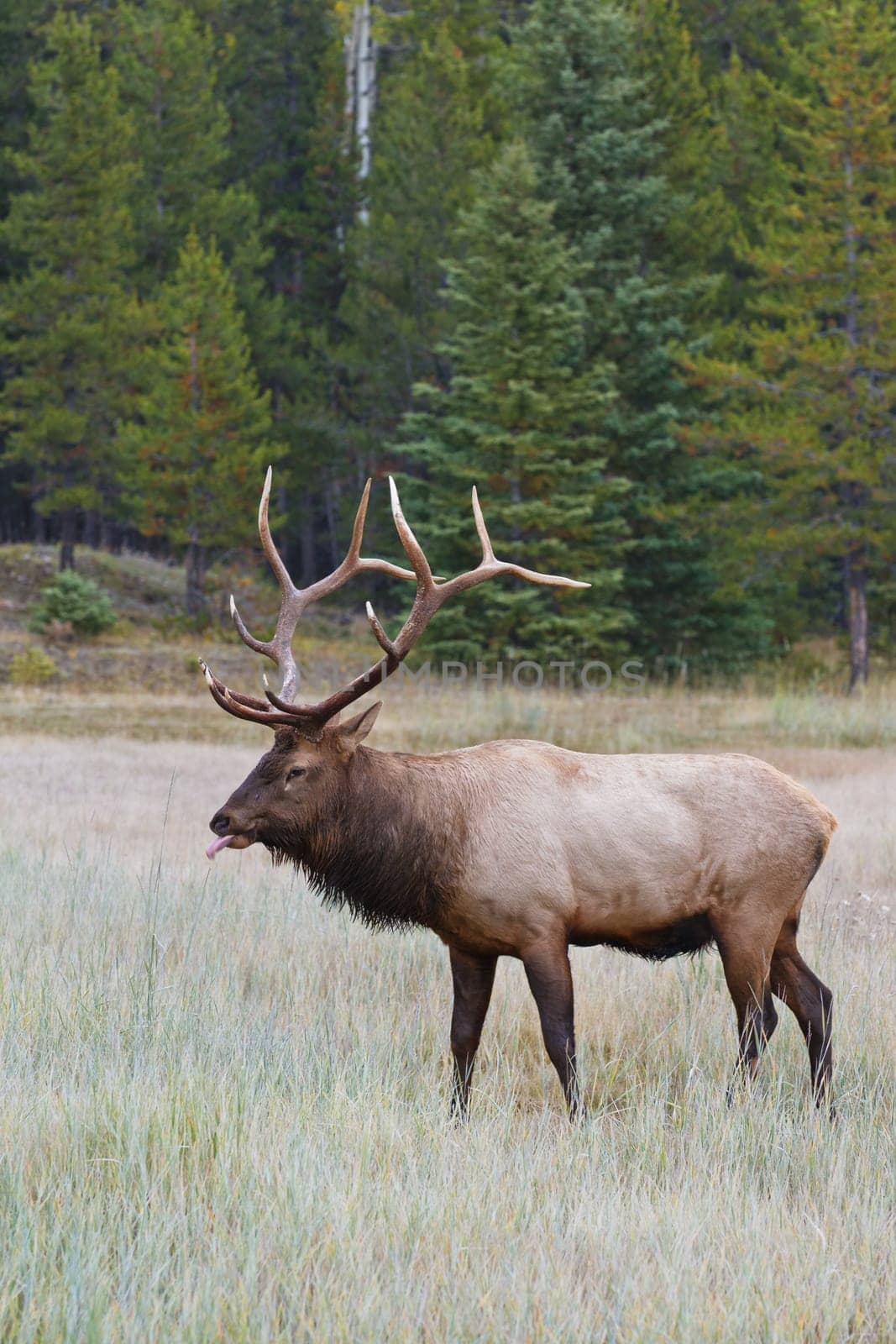 Bull elk, cervus canadensis