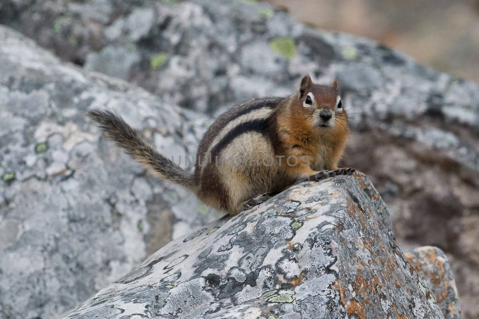 Golden-mantled ground squirrel, spermophilus lateralis