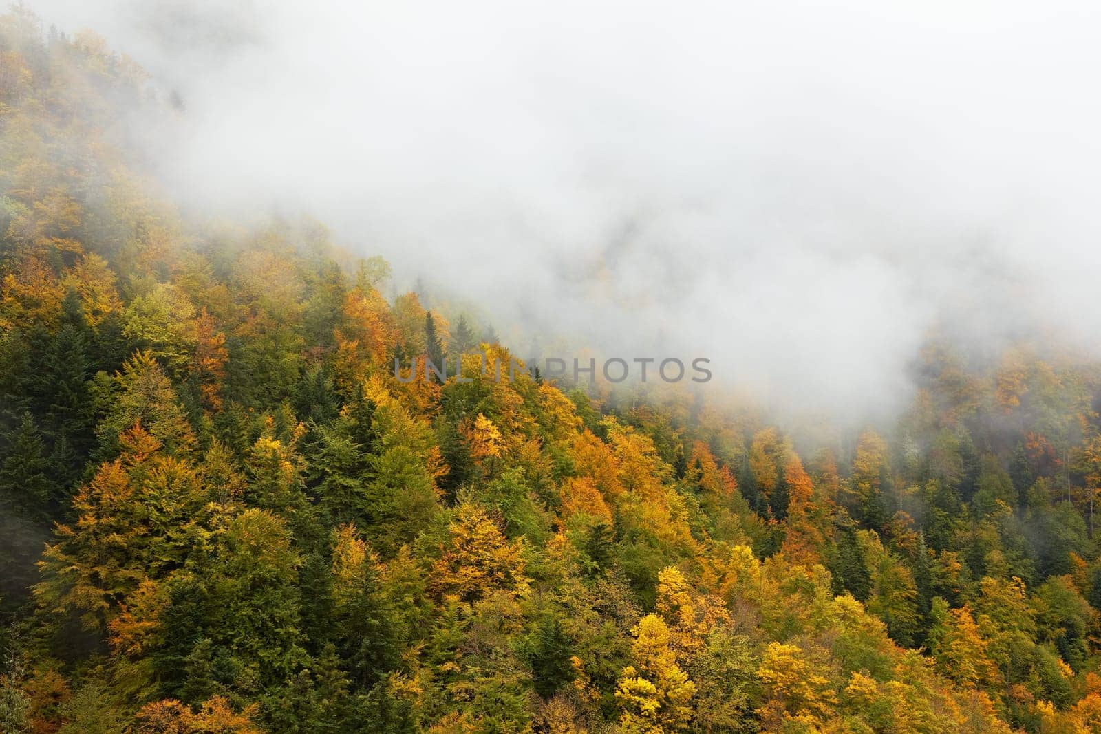 Autumn colors