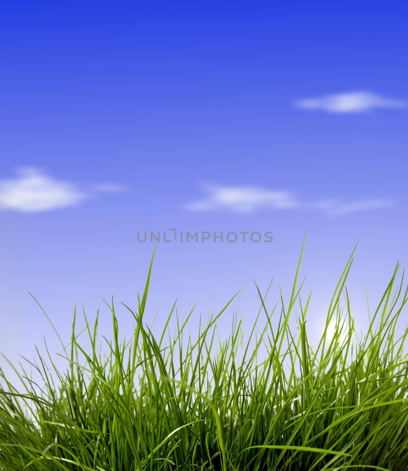 Fresh green grass