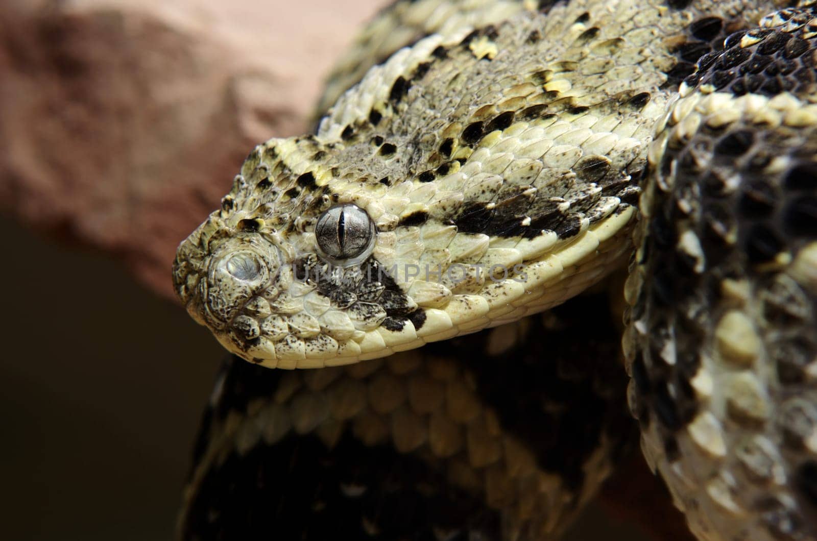 Puff Adder