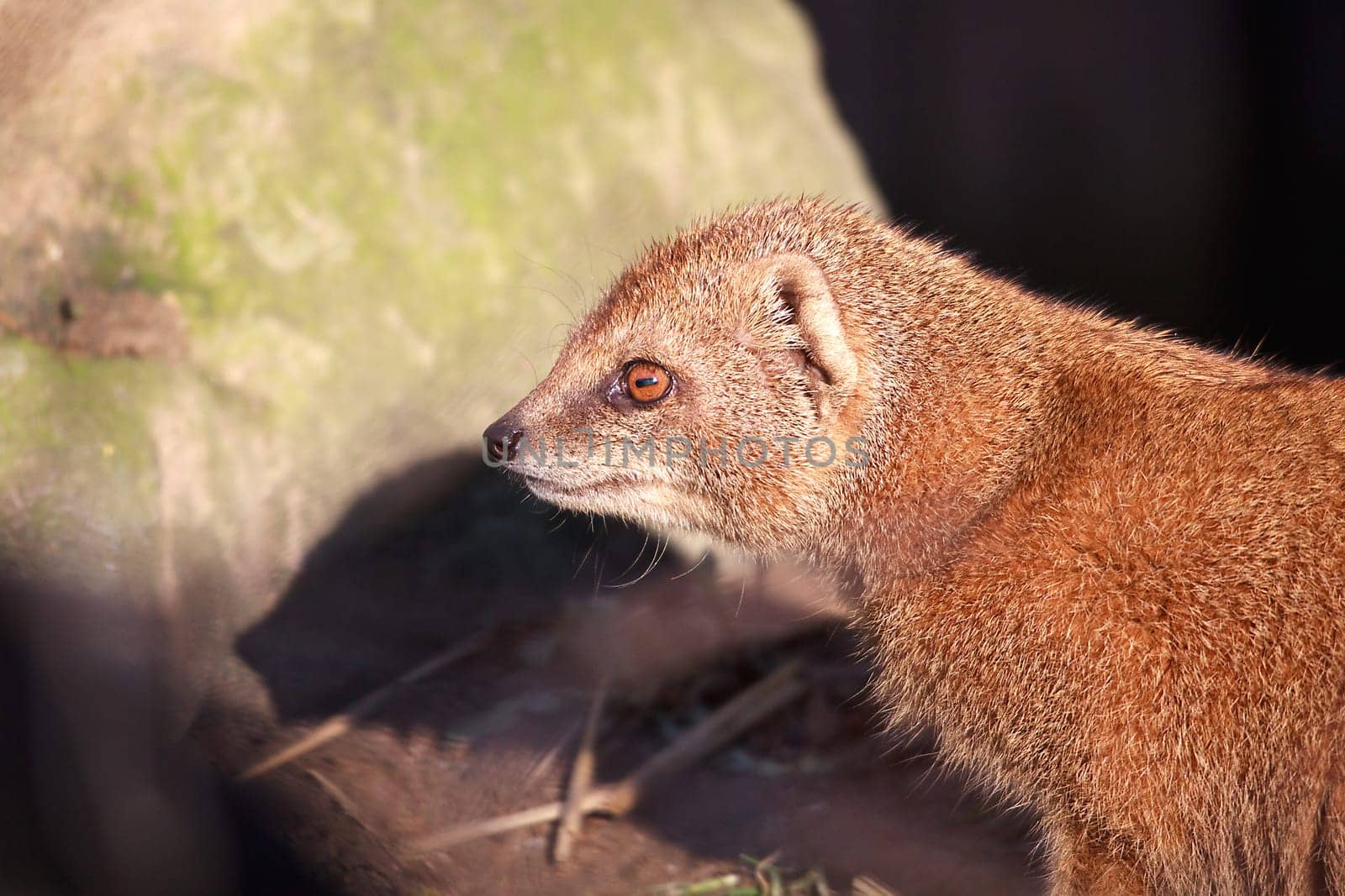 Yellow mongoose