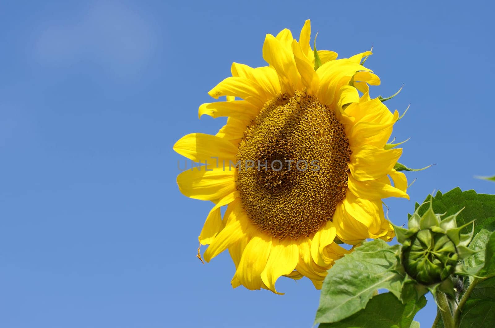 helianthus annuus,sunflower