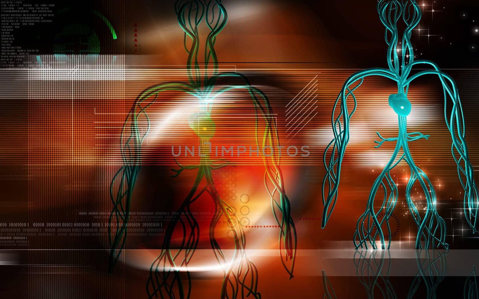 Vascular system