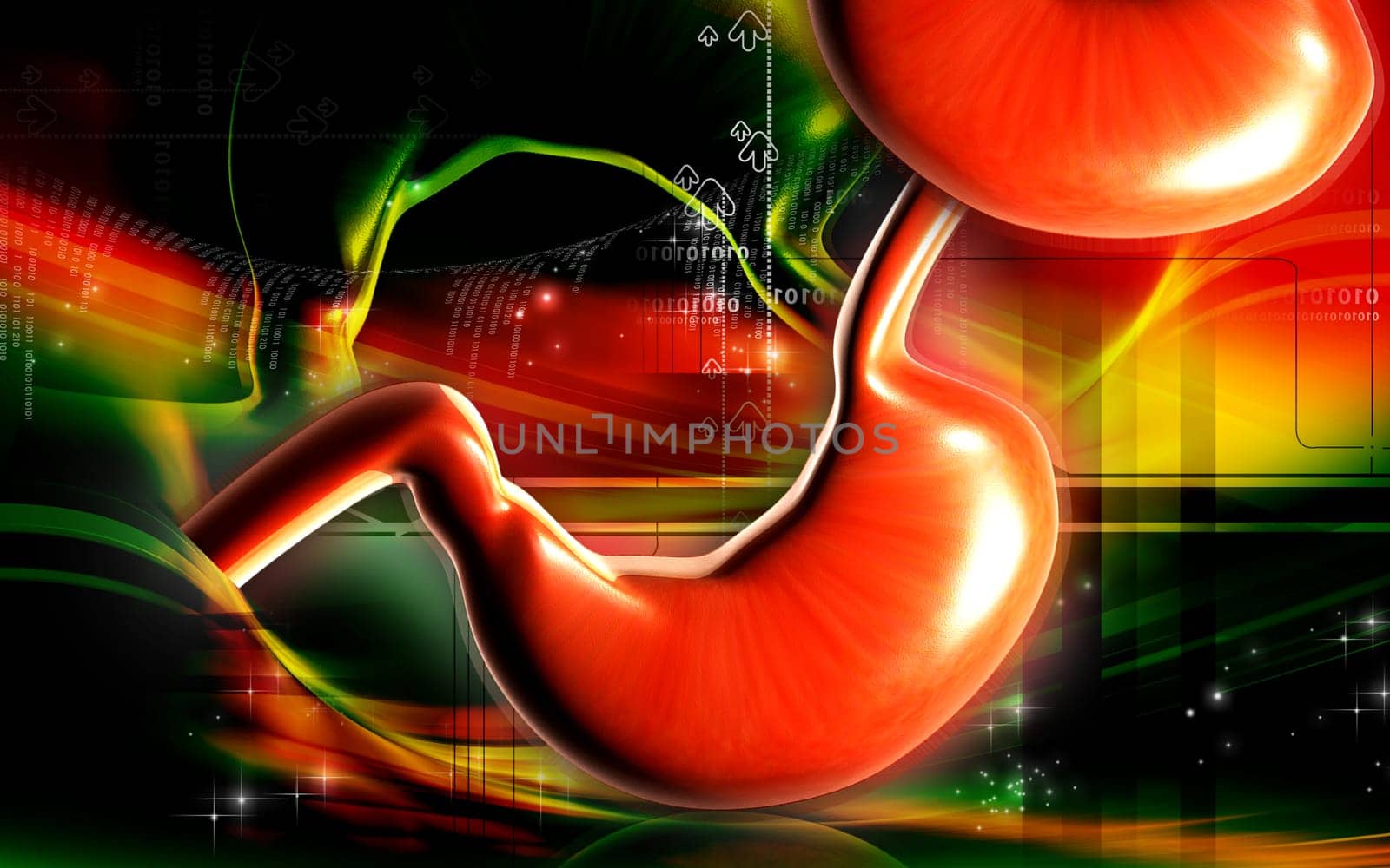 Stomach