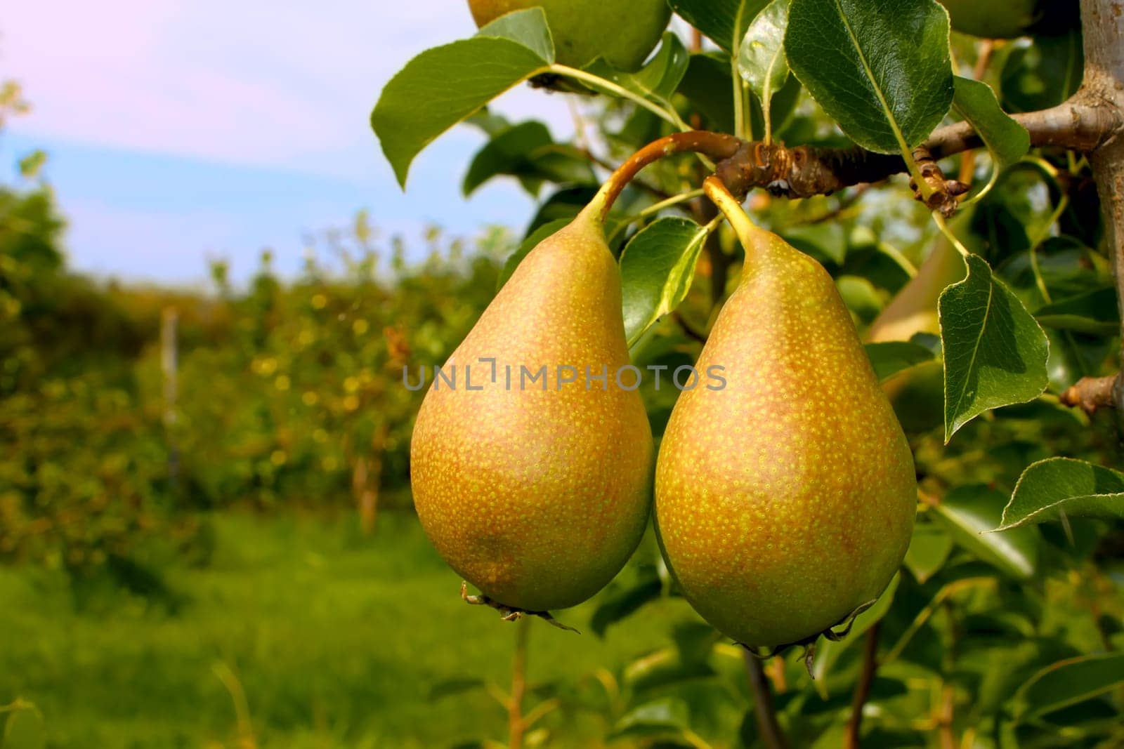 Two ripe pears hanging on a branch
