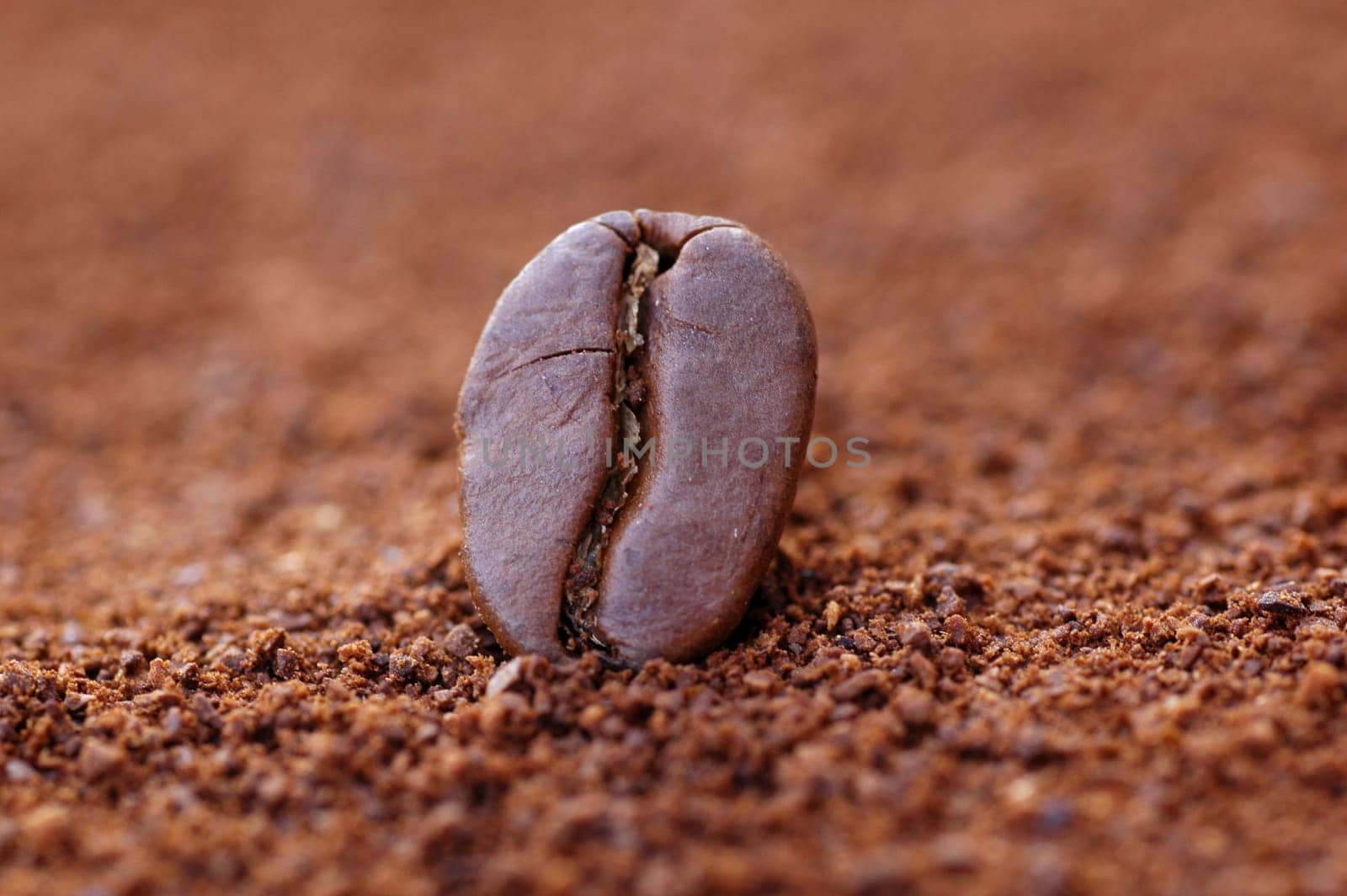 Coffee bean in the spotlight