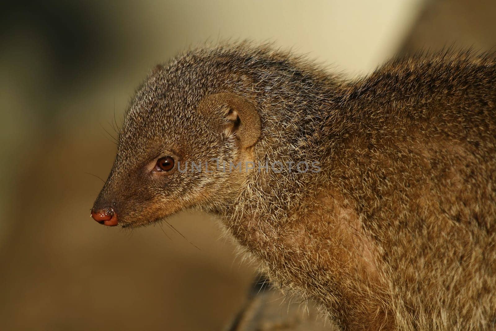 Mongoose Portrait