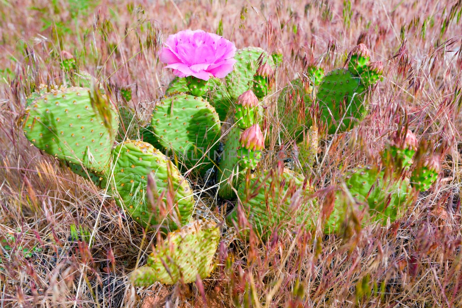 Prickly Pear cactus blooming