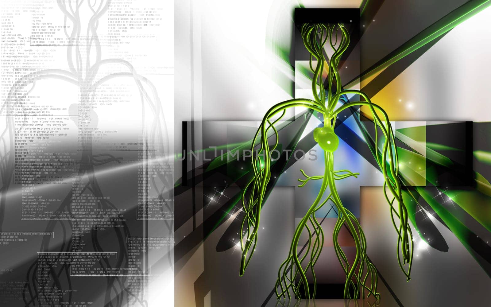 Vascular system