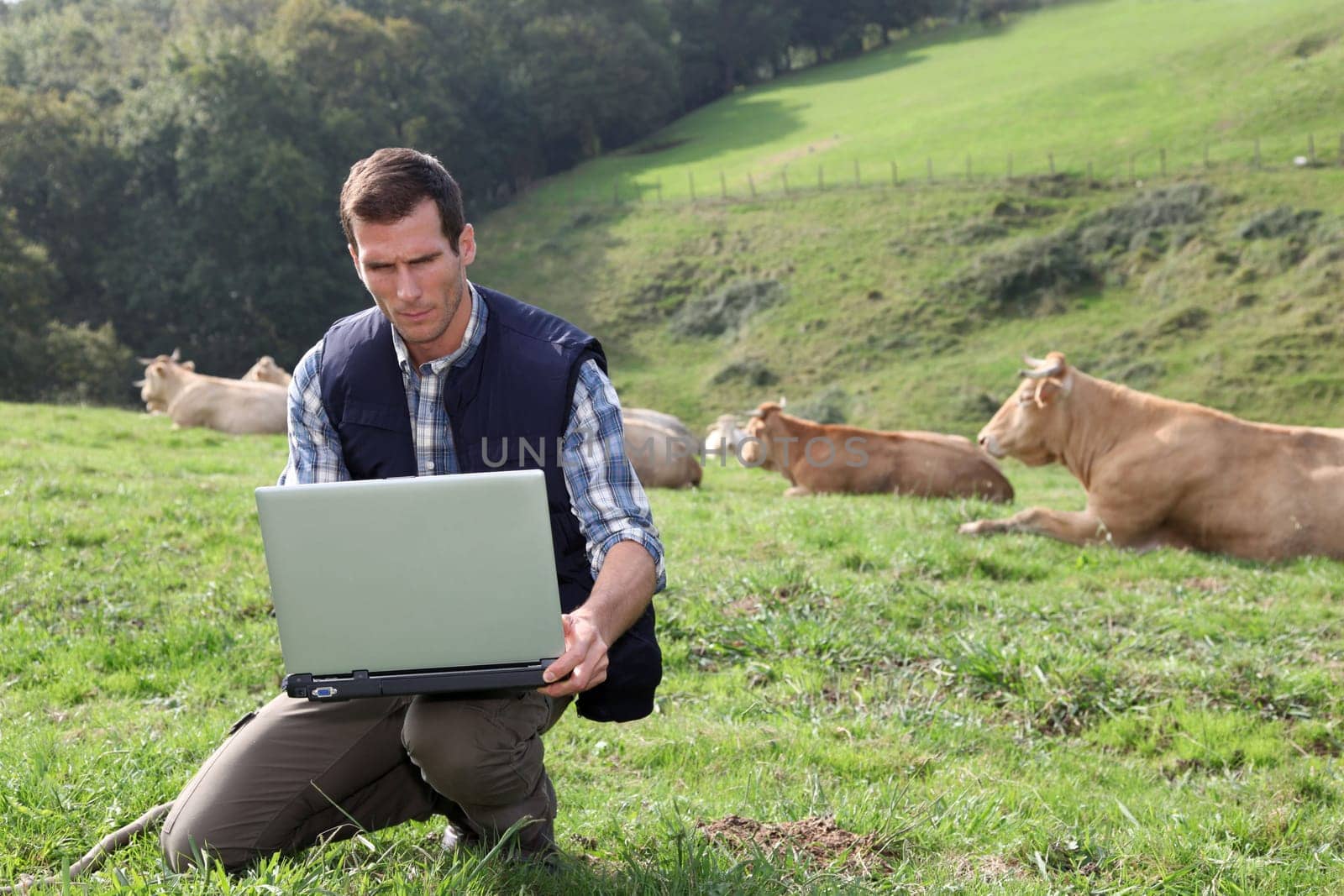 Breeder sitting in cattle field with laptop computer