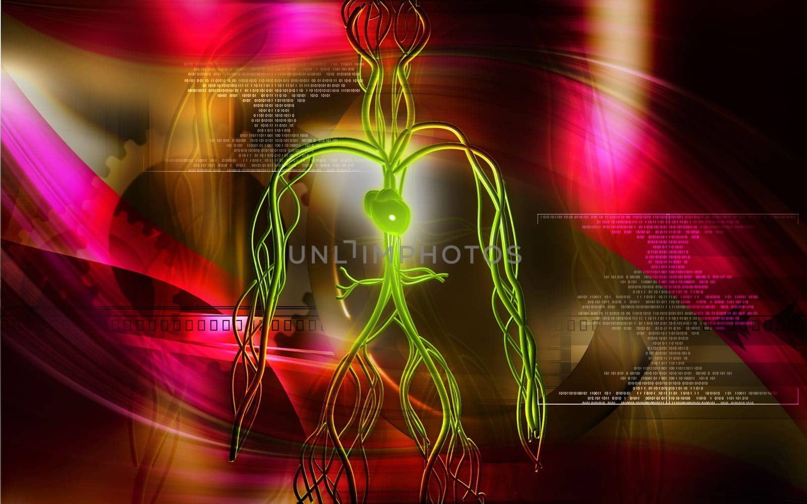 Vascular system