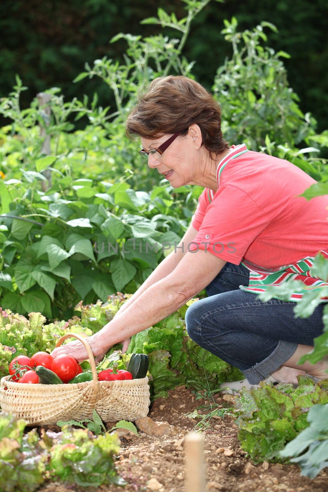Senior woman picking vegetables in kitchen garden