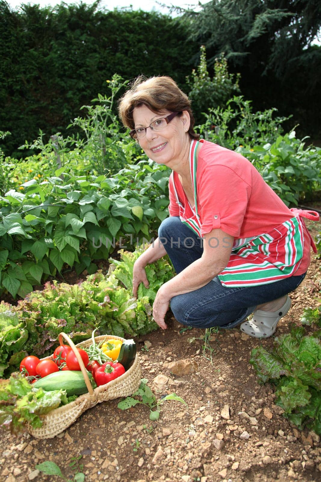 Senior woman picking vegetables in kitchen garden
