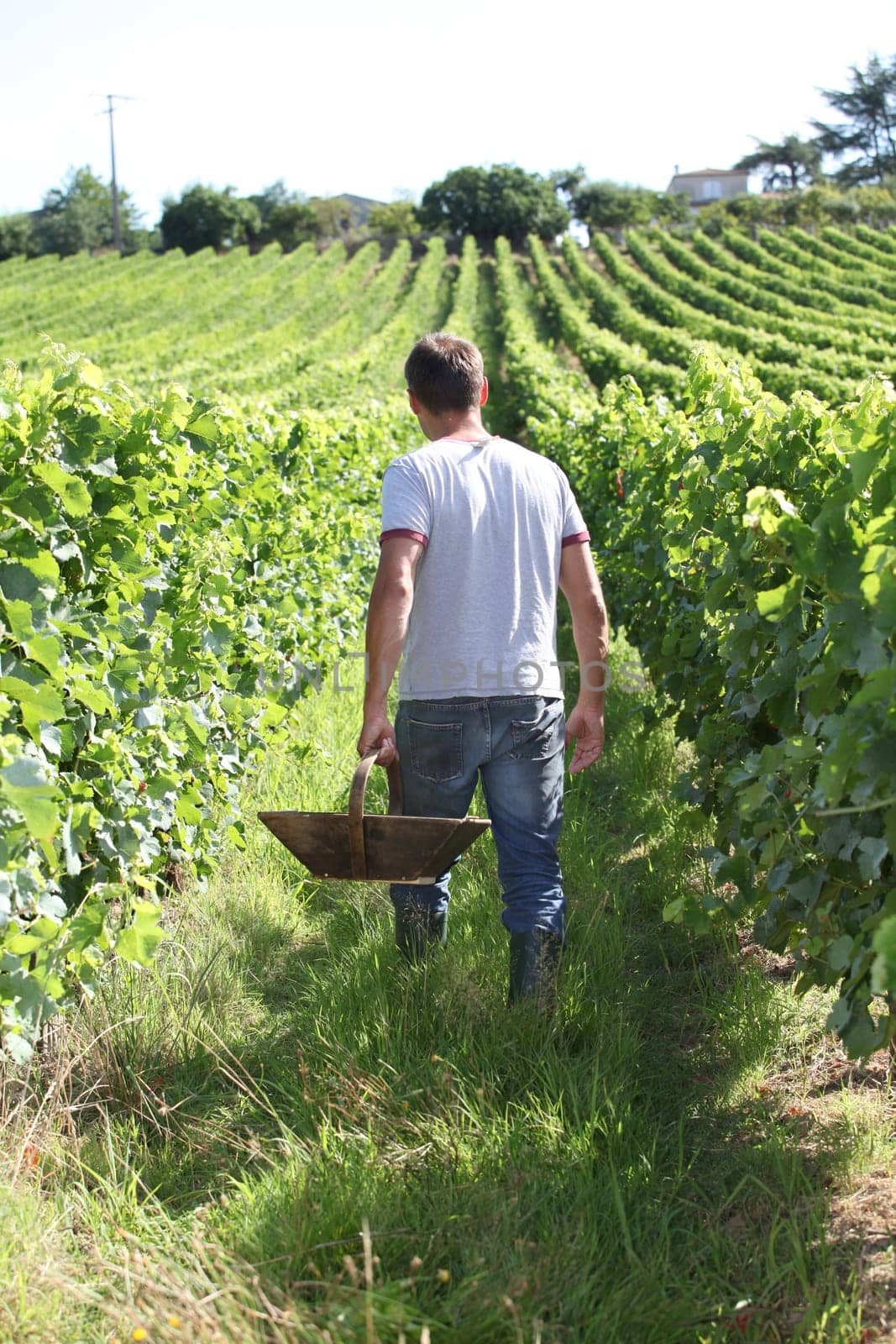 Winegrower in vine rows