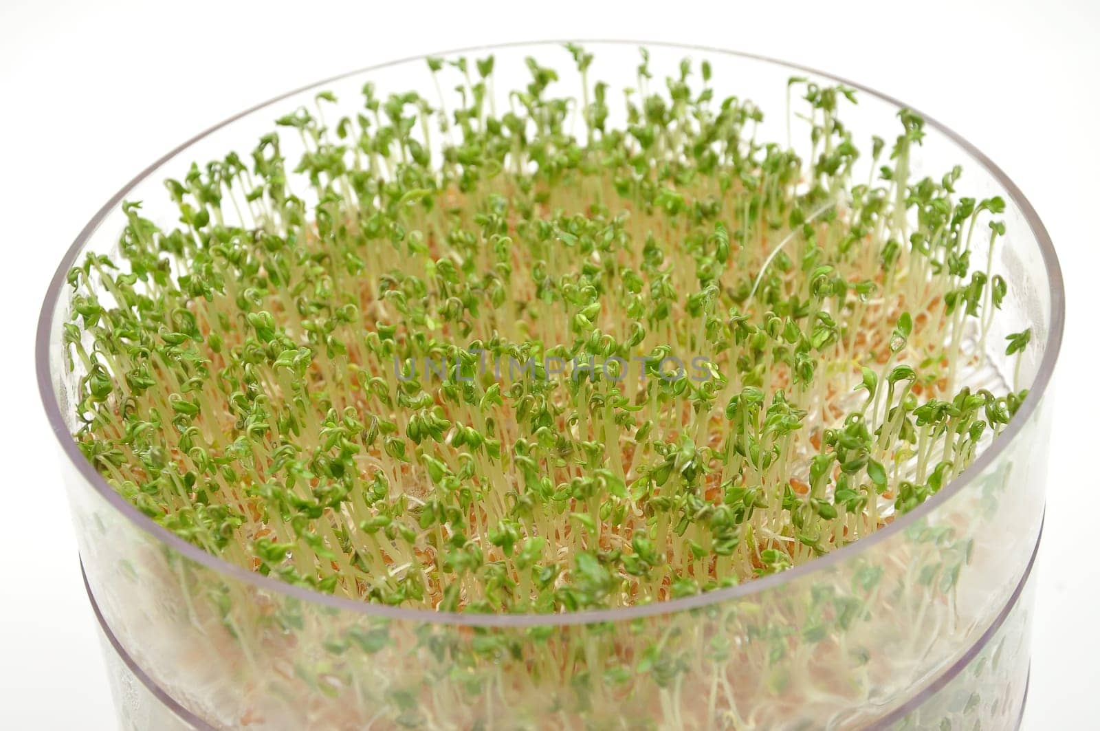 Sprouts in germination tray